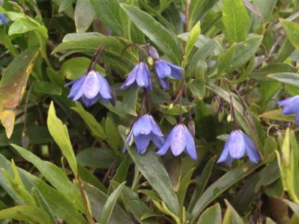 Sollya heterophylla, commonly called the Bluebell Creeper or Australian Bluebell